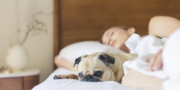 pet friendly burglar alarms